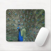Portrait, Federn, farbig, Pfau, im Freien, Mousepad (Mit Mouse)