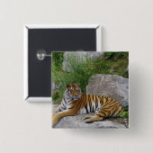 Portrait-Foto eines sibirischen Tigers Button (Vorne & Hinten)