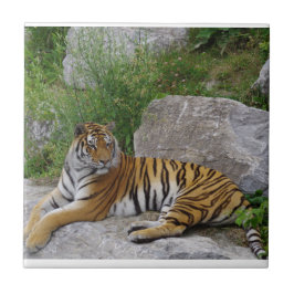 Portrait-Foto eines sibirischen Tigers Fliese