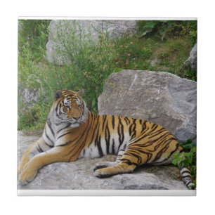 Portrait-Foto eines sibirischen Tigers Fliese