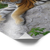 Portrait-Foto eines sibirischen Tigers Fotodruck (Ecke)