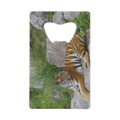 Portrait-Foto eines sibirischen Tigers Geldbeutel Flaschenöffner (Vorderseite)