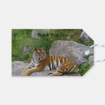 Portrait-Foto eines sibirischen Tigers