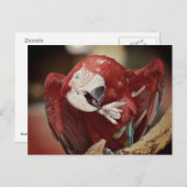 Portrait macaw chloroptera postkarte (Vorne/Hinten)