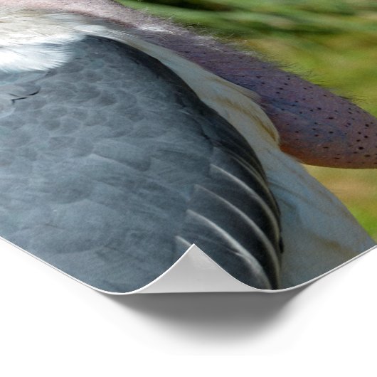 Portrait marabou Storch Poster (Ecke)