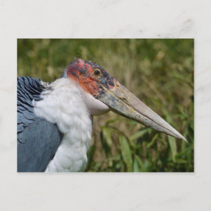 Portrait marabou Storch Postkarte