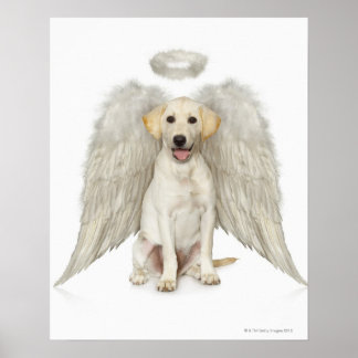 Portrait mit weißem Labrador Retriever Poster