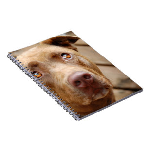 Portrait niedliche Schokolade Labrador Pit Mix Dog Notizblock