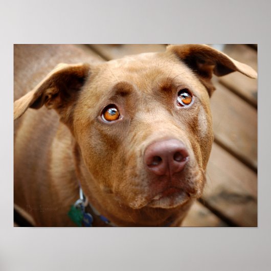 Portrait niedliche Schokolade Labrador Pit Mix Dog Poster (Vorne)