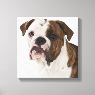 Portrait niedlicher Bulldoggen Leinwanddruck