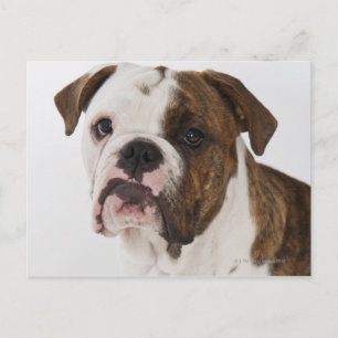 Portrait niedlicher Bulldoggen Postkarte