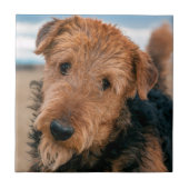 Portrait of a Airedale Terrier Fliese (Vorderseite)