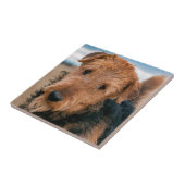 Portrait of a Airedale Terrier Fliese (Seite)