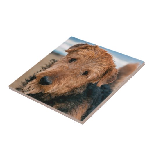 Portrait of a Airedale Terrier Fliese (Seite)