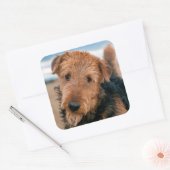 Portrait of a Airedale Terrier Quadratischer Aufkleber (Umschlag)