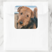 Portrait of a Airedale Terrier Quadratischer Aufkleber (Tasche)
