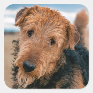 Portrait of a Airedale Terrier Quadratischer Aufkleber