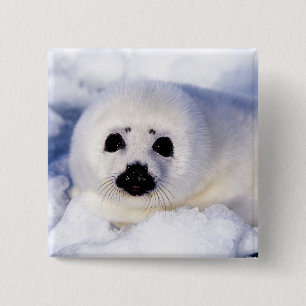 Portrait of a Harp Seal Pup Button