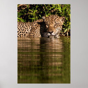 Portrait of a Jaguar Swimming Poster