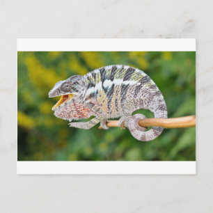 portrait of a male panther chameleon postkarte