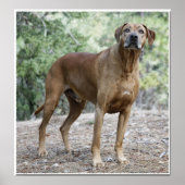 Portrait of a Rhodesian Ridgeback Poster (Vorne)