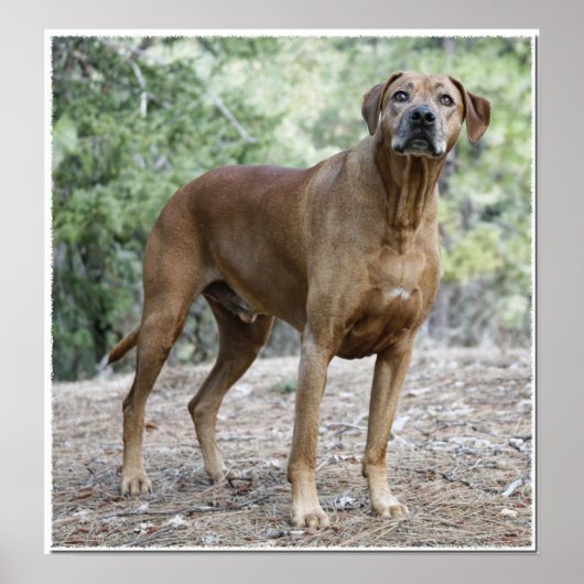 Portrait of a Rhodesian Ridgeback Poster (Vorne)