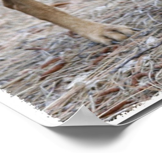 Portrait of a Rhodesian Ridgeback Poster (Ecke)