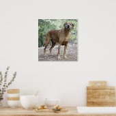 Portrait of a Rhodesian Ridgeback Poster (Küche)