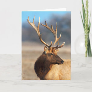 Portrait of a Stunning Bull Elk Karte