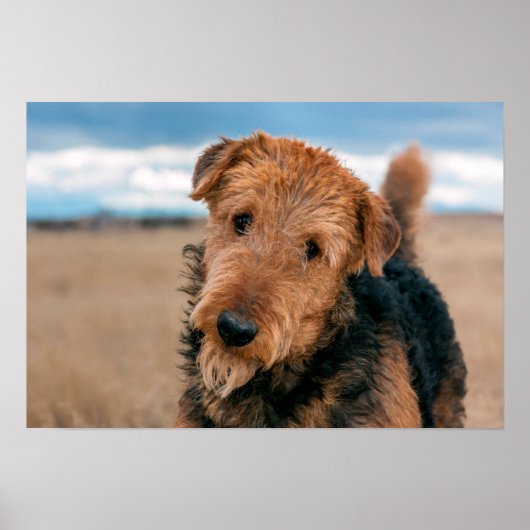 Portrait of an Airedale Terrier Poster (Vorne)