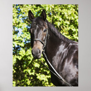 portrait of brown horse 2 poster