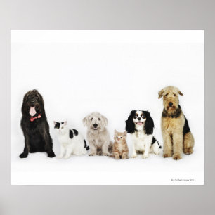 Portrait of cats and dogs sitting together poster