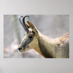 Portrait of chamois poster