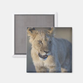 Portrait of Lion Cub (Panthera Leo), Namibia Magnet (Vorderseite/Rückseite)