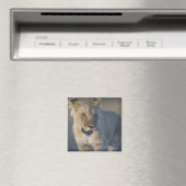 Portrait of Lion Cub (Panthera Leo), Namibia Magnet (In Situ (Geschirrspüler))
