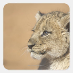 Portrait of Lion cub (Panthera Leo), Namibia Quadratischer Aufkleber