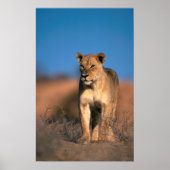 Portrait Of Lioness (Panthera Leo) Poster (Vorne)