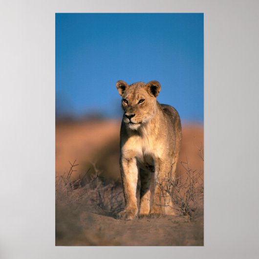 Portrait Of Lioness (Panthera Leo) Poster (Vorne)