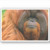 Portrait of Orang-utang Male, Georgia, USA Aufkleber (Vorderseite)