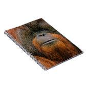 Portrait of Orang-utang Male, Georgia, USA Notizblock (Rechte Seite)