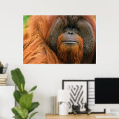 Portrait of Orang-utang Male, Georgia, USA Poster (Heimbüro)