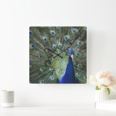 Portrait Of  Peacock With Feathers Out Quadratische Wanduhr (Zuhause)