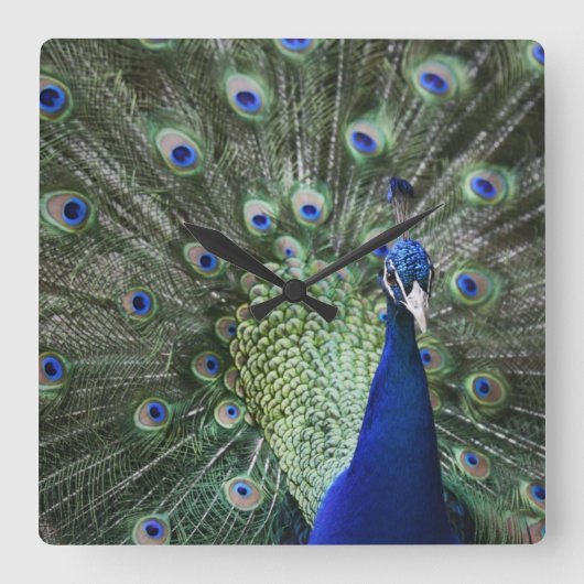 Portrait Of Peacock With Feathers Out Quadratische Wanduhr (Vorderseite)