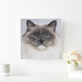 Portrait of Ragdoll cat Quadratische Wanduhr (Zuhause)