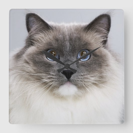 Portrait of Ragdoll cat Quadratische Wanduhr (Vorderseite)
