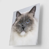 Portrait of Ragdoll cat Quadratische Wanduhr (Winkel)
