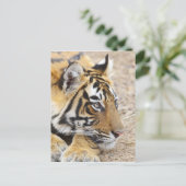 Portrait of Royal Bengalisch Tiger, Ranthambhor 3 Postkarte (Stehend Vorderseite)