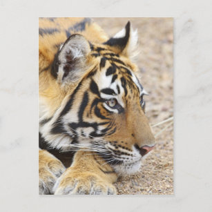 Portrait of Royal Bengalisch Tiger, Ranthambhor 3 Postkarte