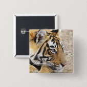 Portrait of Royal Bengalisch Tiger, Ranthambhor Button (Vorne & Hinten)