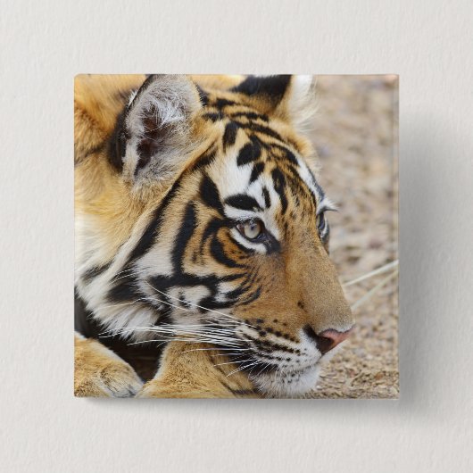 Portrait of Royal Bengalisch Tiger, Ranthambhor Button (Vorderseite)